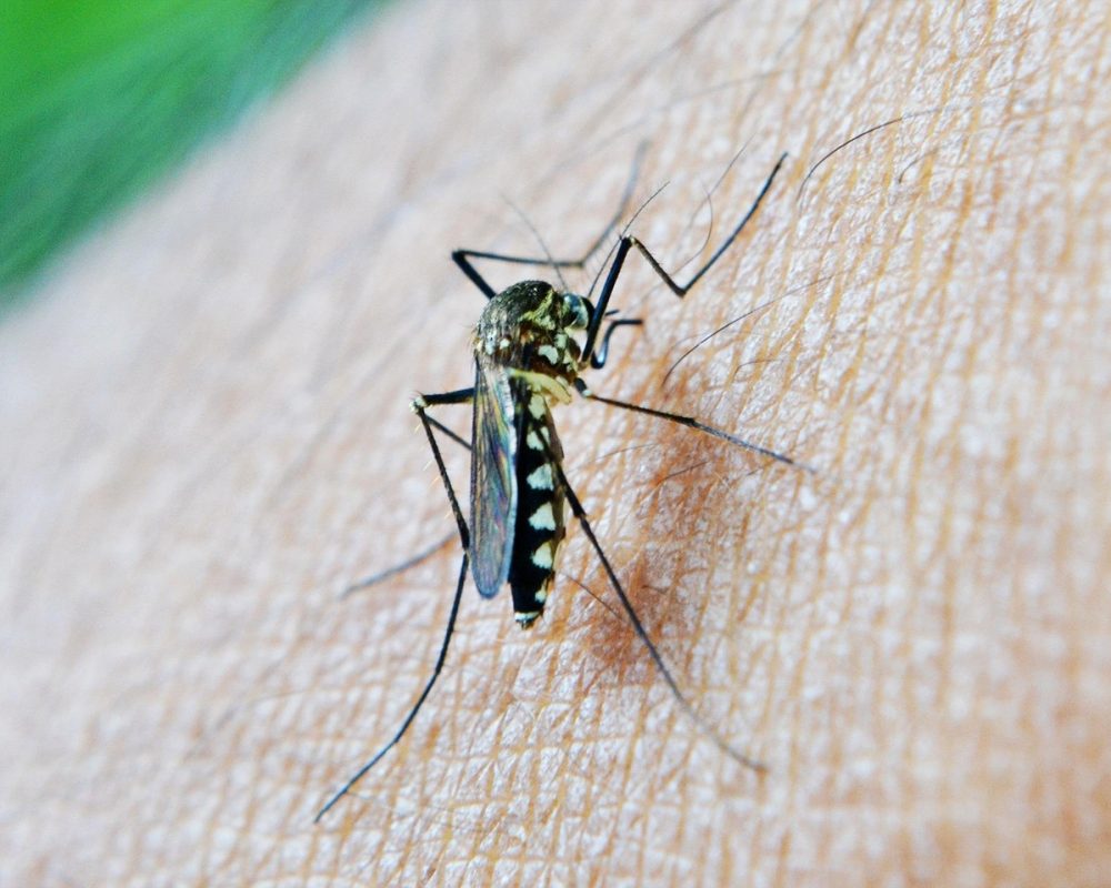 malaria